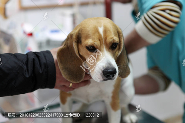 狗在手術(shù)準備室的獸醫(yī)。