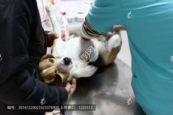 狗在手術(shù)準(zhǔn)備室的獸醫(yī)。