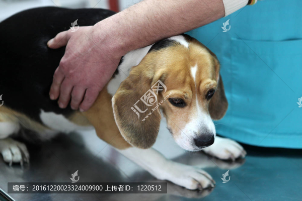 狗在手術(shù)準(zhǔn)備室的獸醫(yī)。