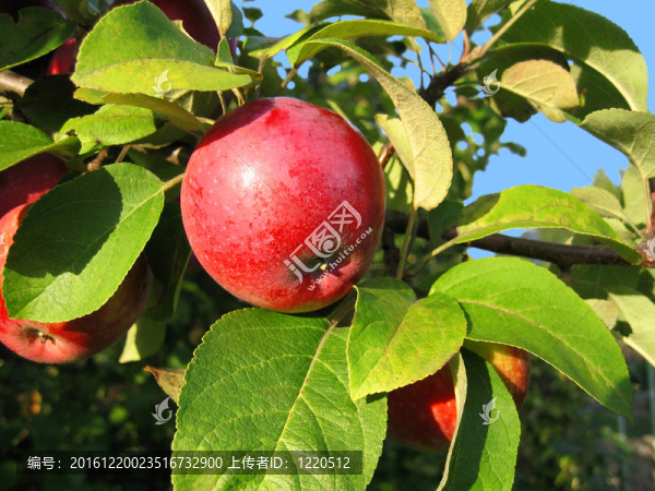 紅蘋(píng)果枝