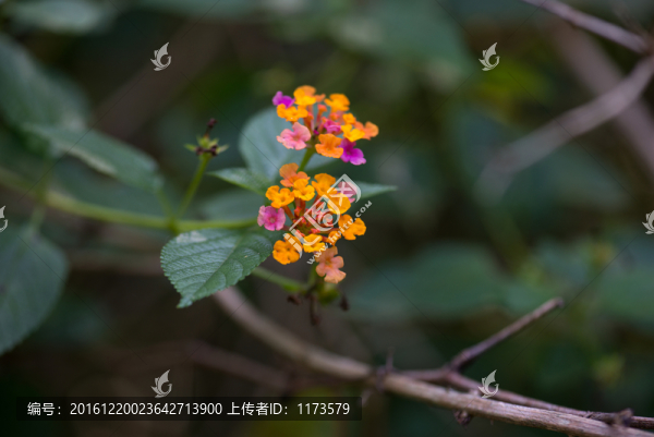 馬纓丹,五色梅,臭草