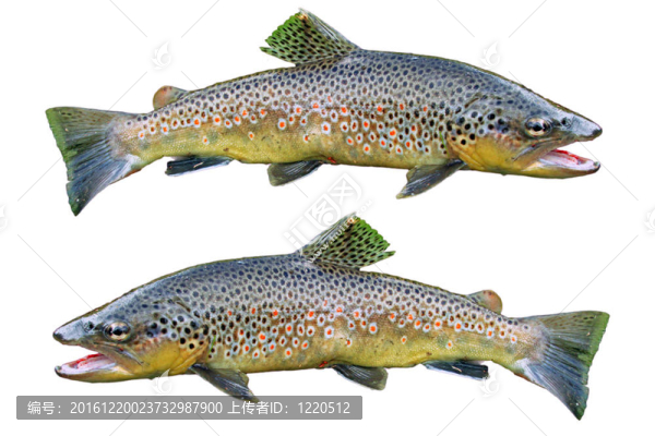 常見的鱒魚