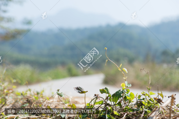 陽光下的藤草