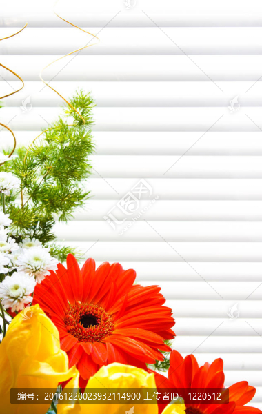 束郁金香；非洲菊；植物；野生花卉