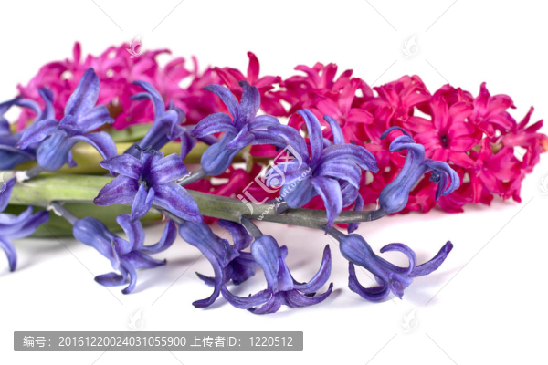 風(fēng)信子