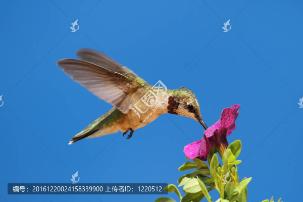 少年紅寶石喉蜂鳥(niǎo)（紅喉北蜂鳥(niǎo)）