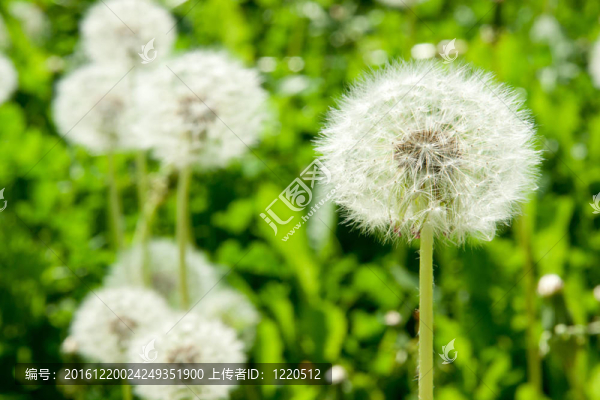 白色蒲公英