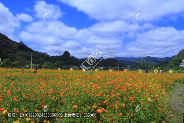 菊花海