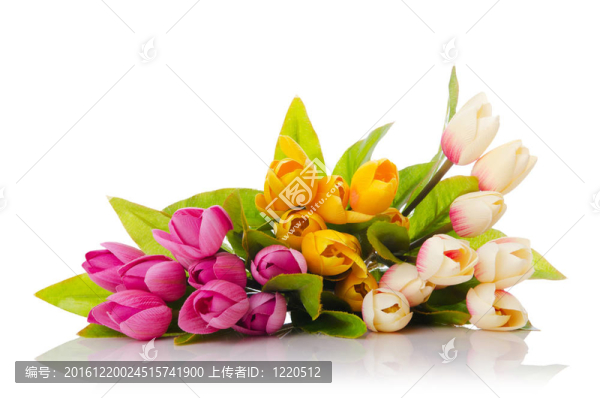 郁金香花在白色上分離