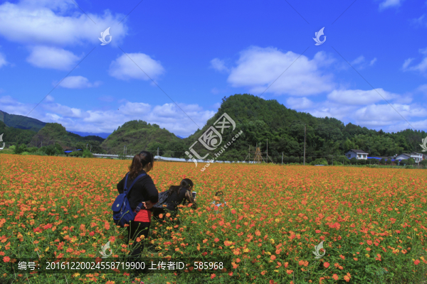 菊花海