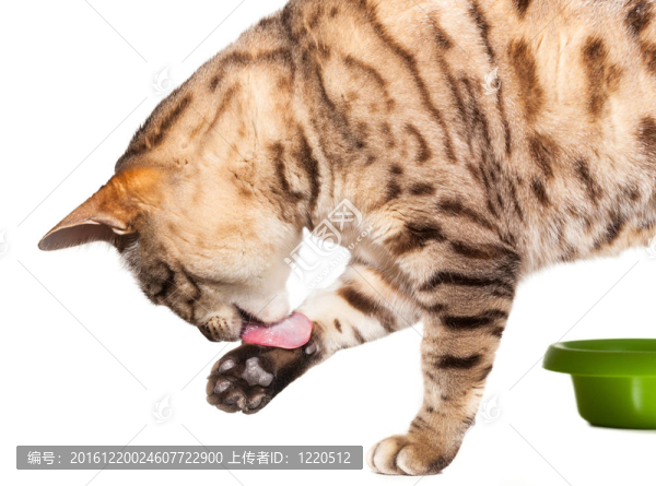 孟加拉貓食后舔爪子