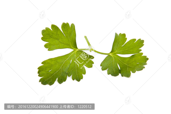 藥草和香料
