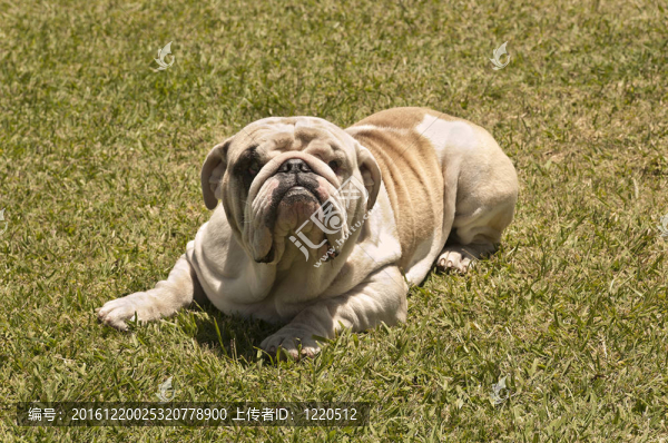 英國斗牛犬