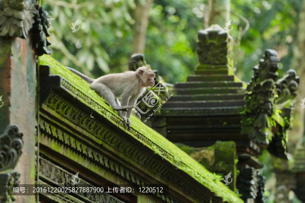 猴（Macaca,fascicularis）