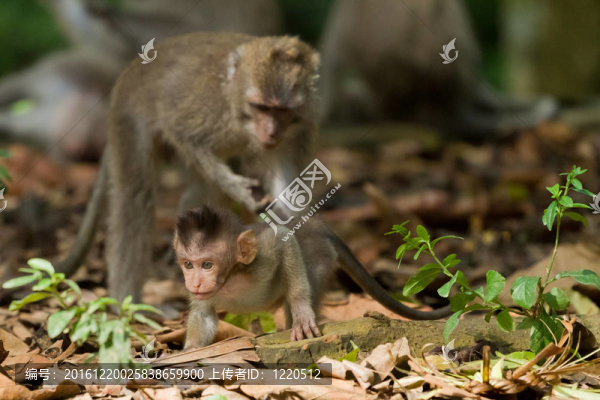猴（Macaca,fascicularis）