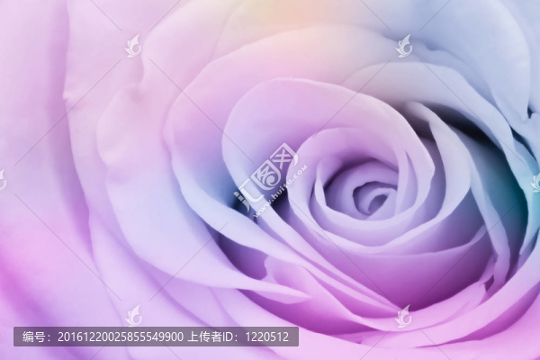 多色玫瑰