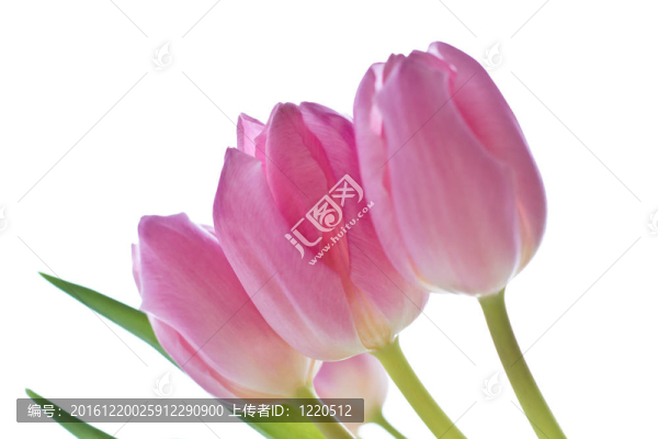 粉紅色的郁金香