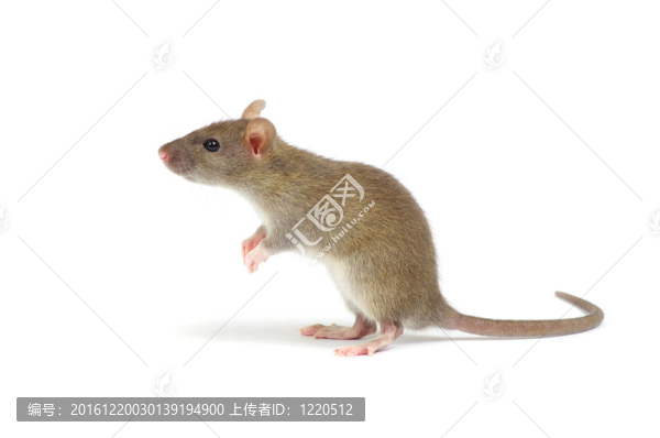 老鼠