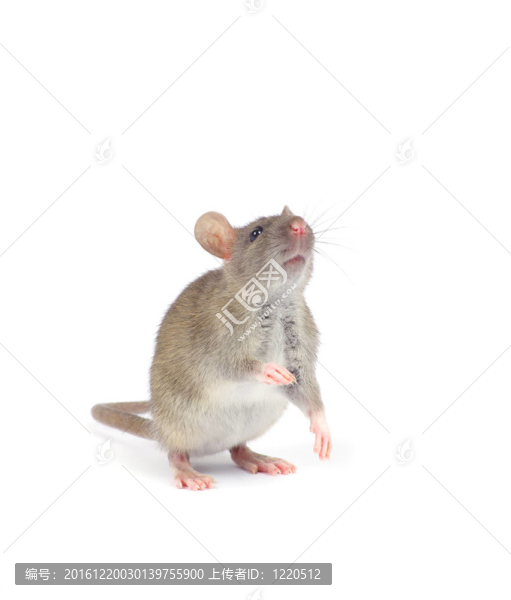 老鼠