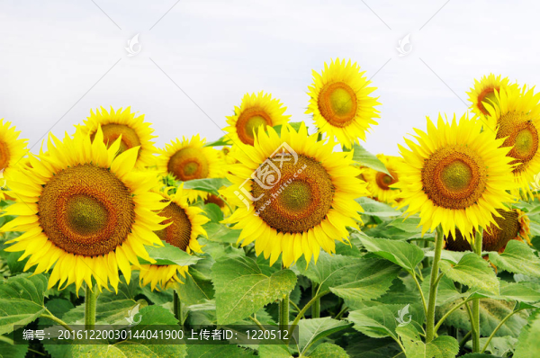 向日葵花田