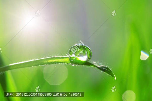 草