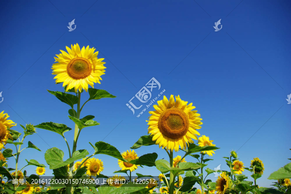 向日葵花田