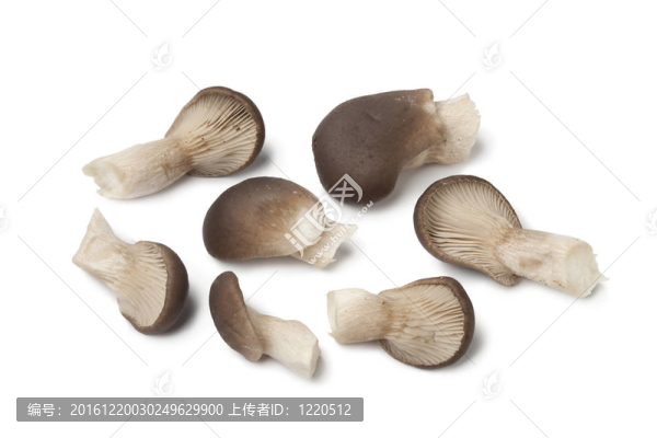 常見(jiàn)的牡蠣蘑菇