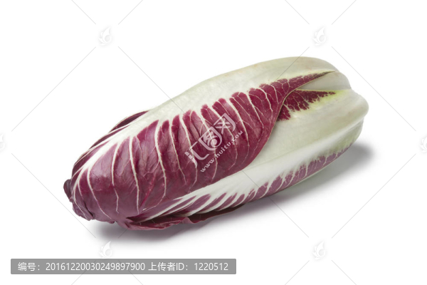 新鮮菊苣羅索