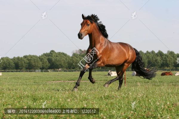 棗紅馬