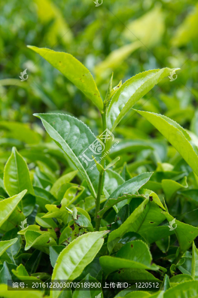 茶葉