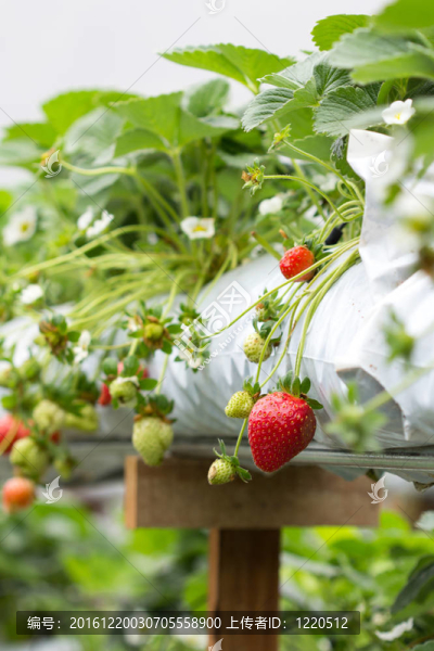 Strawberry農(nóng)場