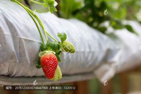 Strawberry農(nóng)場