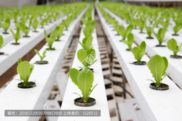 水培蔬菜種植