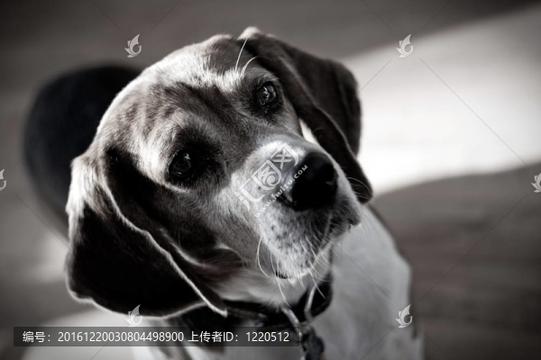 戲劇性的比格犬的畫(huà)像