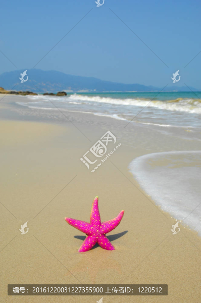 在珊瑚礁海岸海星