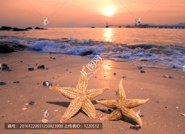 彩色海星坐在沙灘上