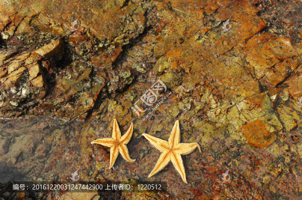 彩色海星坐在沙灘上