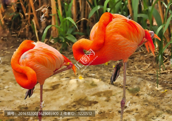 加勒比火烈鳥在阿爾伯克基動(dòng)物園睡覺(jué)