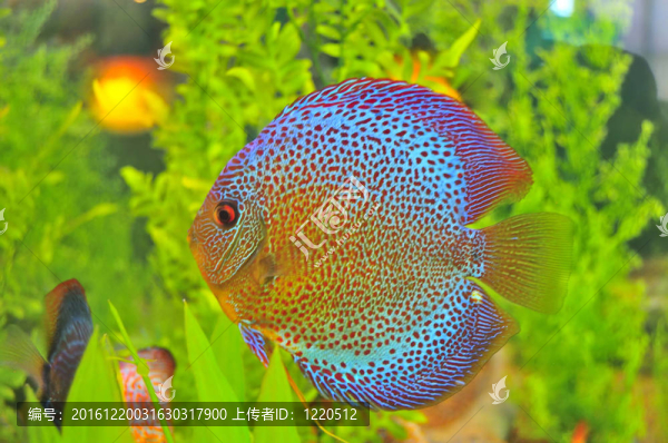 小小的圓魚