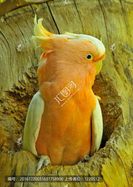 鳳頭鸚鵡