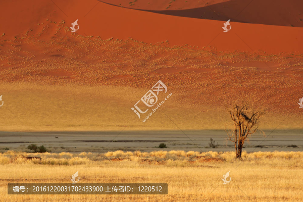 沙漠景觀