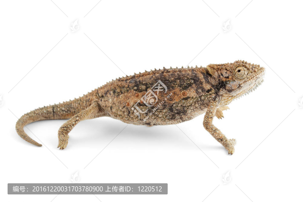 侏儒變色龍