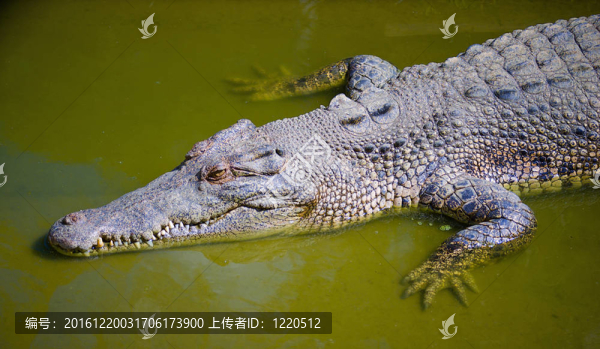 咸水鱷