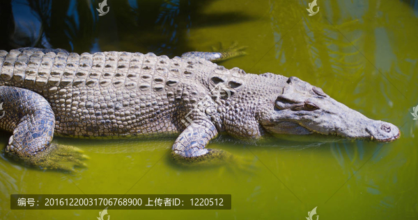 咸水鱷