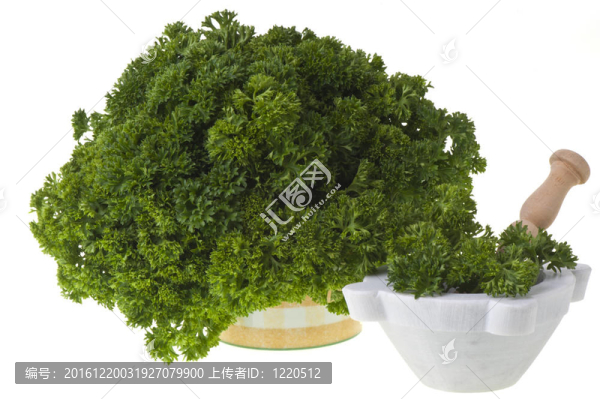 皺葉歐芹