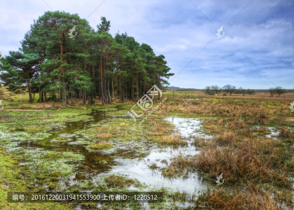 淹沒的石楠的冬景