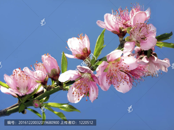 桃花枝