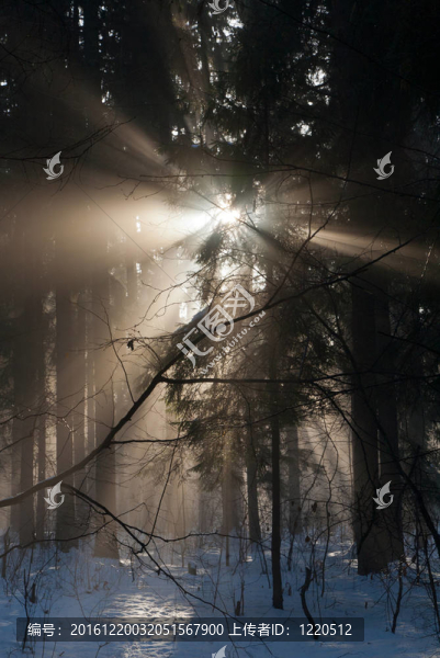 針葉林冬季景觀