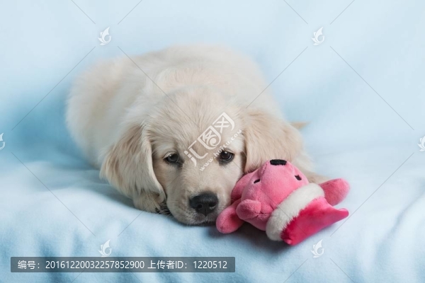 有趣的小狗