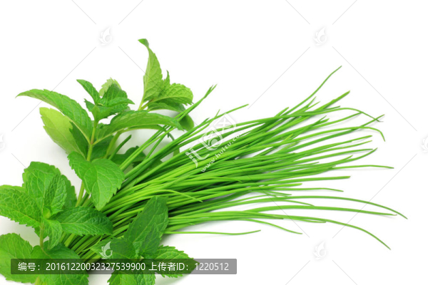 韭菜和薄荷